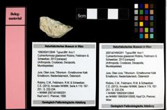 Foto (Objekt + Etiketten) von Culmenformosa glaessneri (Robins, Feldmann & Schweitzer, 2013) 